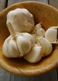Manfaat Bawang Putih untuk Ayam Aduan: Solusi Alami untuk Kesehatan dan Performa Maksimal