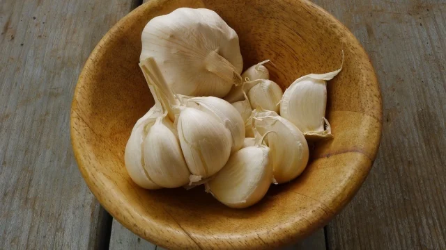 Manfaat Bawang Putih untuk Ayam Aduan: Solusi Alami untuk Kesehatan dan Performa Maksimal