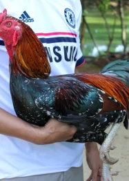 Manfaat Kunyit untuk Ayam Aduan: Rahasia Ketangguhan dari Dapur ke Arena