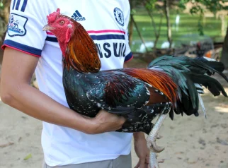 Manfaat Kunyit untuk Ayam Aduan: Rahasia Ketangguhan dari Dapur ke Arena