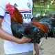 Manfaat Kunyit untuk Ayam Aduan: Rahasia Ketangguhan dari Dapur ke Arena